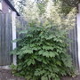 goats beard (Aruncus dioicus (Goatsbeard))