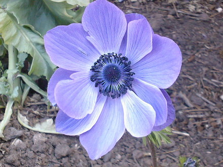anemone (Anemone coronaria (de caen))