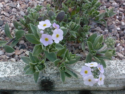 androsace (androsace lanuginosa)