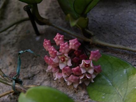 Anyone know what this is?