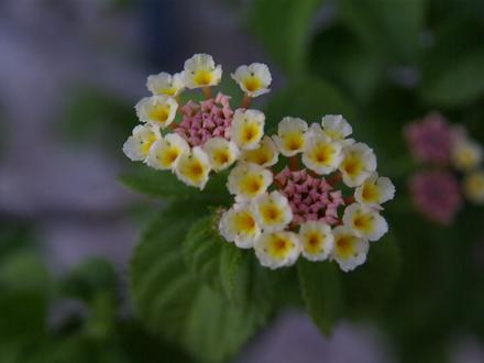A garden flower photo