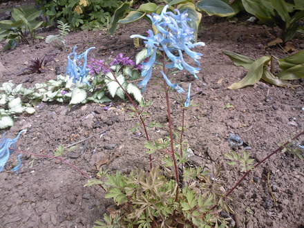 corydalis (corydalis china blue)