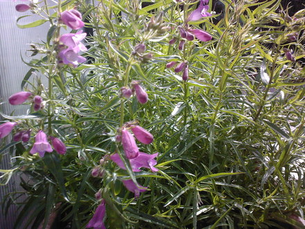 penstemon (penstemon mexicale sunset ruby)