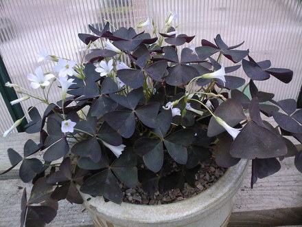 purple oxalis (oxalis triangularis)