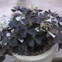 purple oxalis (oxalis triangularis)