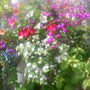 The_patch_751