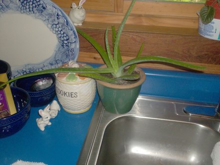 Guvnah's Getting Big!! (Aloe vera (Aloe))