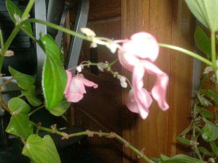 Christina's blossoms (Begonia semperflorens)