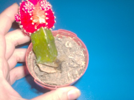 Hugh Issues 2 (hylocereus undatus, gymnocalycium)