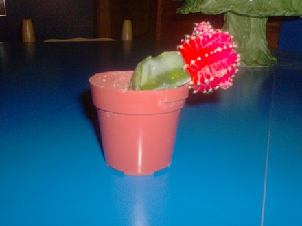 Hugh Issues 3 (hylocereus undatus, gymnocalycium)