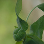 Alien_plant_pod