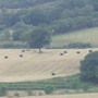 Picture_136