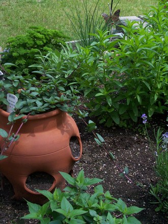 Herb Garden