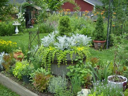Back Garden