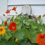 Nasturtium