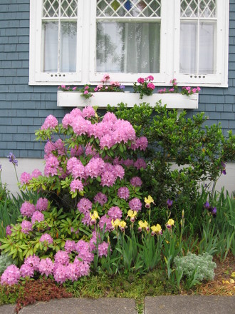 rhododendron (rhododendron)