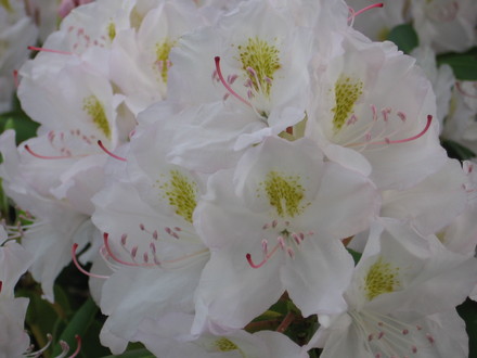 rhododendron close up (rhododendron)