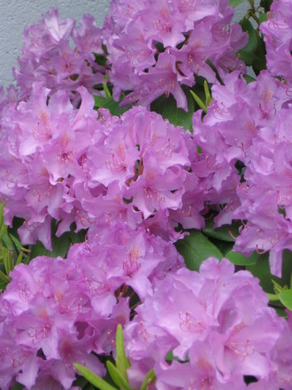 rhododendron (rhododendron)