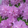 rhododendron (rhododendron)