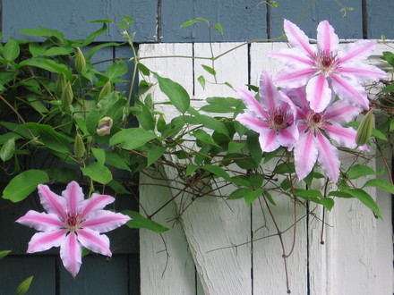 clematis Nelly Moser