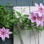 clematis Nelly Moser