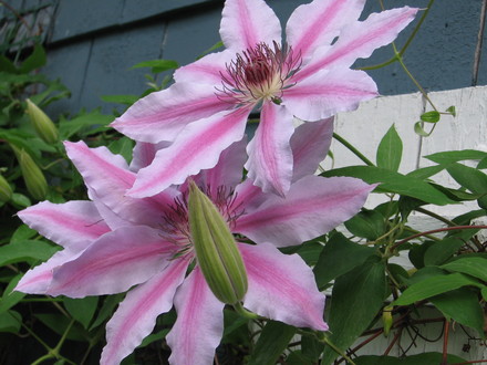 clematis Nelly Moser