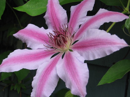 clematis Nelly Moser