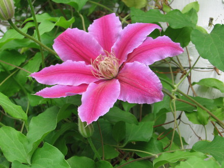 clematis Dr Ruppel