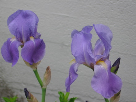 Bearded Iris (Iris germanica (Orris))