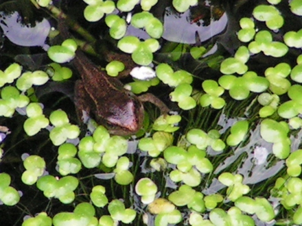 A baby frog - and he still has his tail