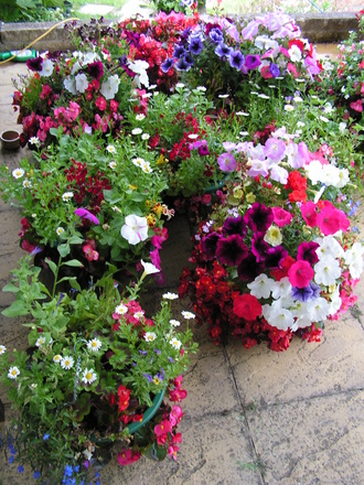 hanging baskets in the shade