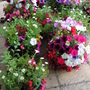 hanging baskets in the shade
