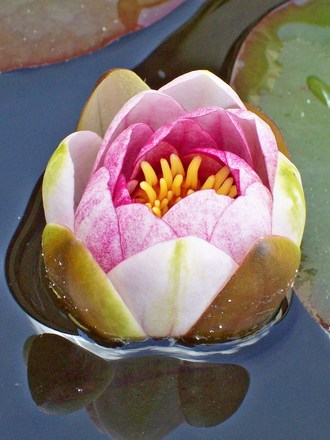 My Ponds Water Lily...
