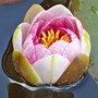 My Ponds Water Lily...