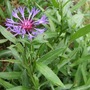 Too many Centaurea montana. (Centaurea montana)