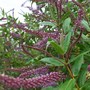 Dark_mauve_hebe