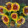 Gaillardia 'Fanfare' (Gaillardia 'Fanfare')