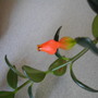Gold fish plant