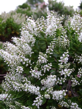Hebe pinguifolia (Hebe pinguifolia)