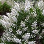 Hebe pinguifolia
