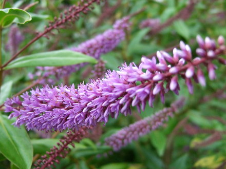 Dark mauve Hebe flower. (Hebe)