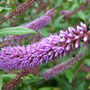 Dark_mauve_hebe_flower
