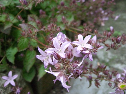 Pink Campanula (Campanula)