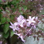 Pink_campanula