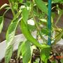 pepper (Capsicum frutescens)