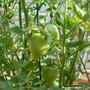 tomato (Lycopersicon esculentum (Tomato))