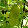 cucumber (Cucumis sativus (Cucumber))