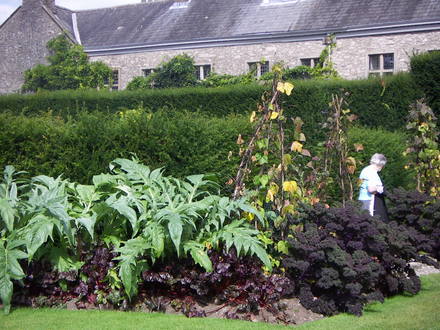 Veg garden