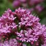 Centranthus? - grows like a weed all over the garden