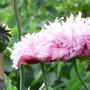 Rare and beautiful Poppy
